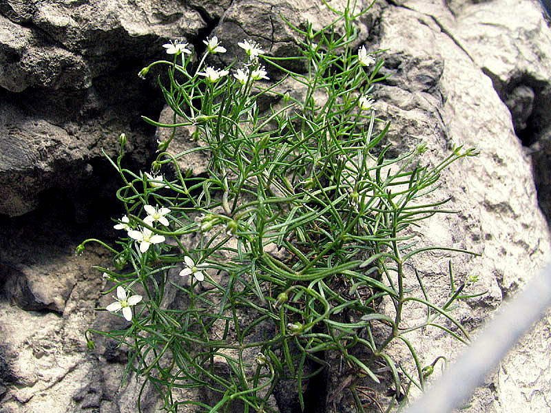 Moehringia markgrafii  / Moehringia di Markgraf